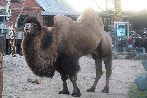 Bactrian camel